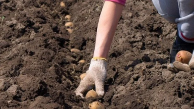 Лише у ці дні квітня 2026 року варто садити картоплю: місячний календар і поради дачникам