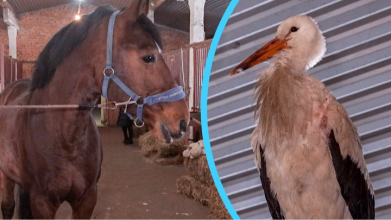 Живе у конюшні та змагається з котом: лелека став господарем стайні на Волині