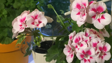 Як зробити, щоб калачики цвіли весь рік: одне копійчане добриво творить дива з пеларгонією