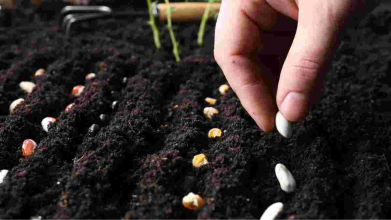 Перекис водню для насіння