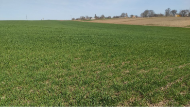 Суд на Волині змусив селянина заплатити понад 300 тисяч за незаконне вирощування сої