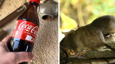 Як позбутися гризунів у будинку за допомогою «Кока-Коли»