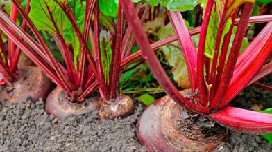 Як сіяти буряк, щоб потім не проривати: найкращі перевірені методи, про які ви не знали