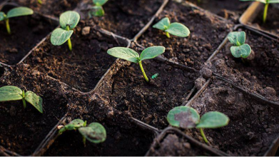 Не поспішайте з огірками: золоте правило великого врожаю