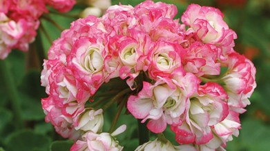 Чому не квітнуть калачики: лише одне дешеве підживлення — і бутони пеларгонії розпустяться