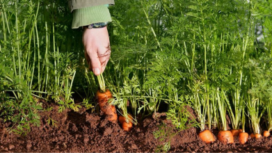 Як сіяти моркву, щоб потім не проривати: найкращий спосіб