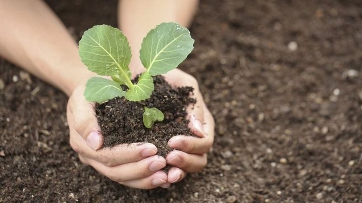 Коли садити капусту у відкритий ґрунт 2025 року: найурожайніші дні