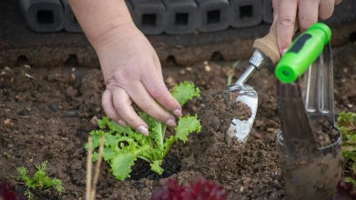 Чи можна садити город під час Страсного тижня - який день найсуворіший