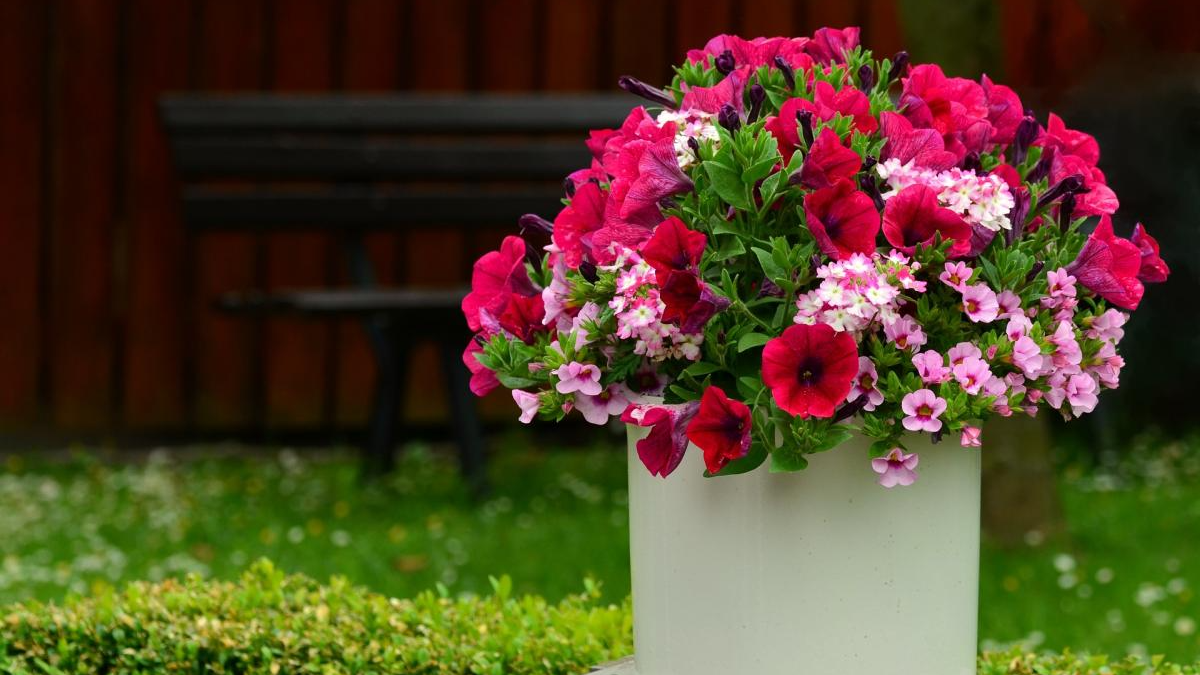 У жодному разі не викидайте квітку: як зберегти петунію до весни