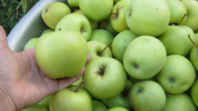 рецепт яблучного пирога