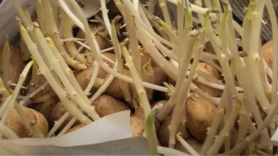 Що робити з пророслою картоплею у лютому: корисні поради