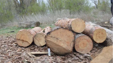 Волинянин нарізав дерев у лісі на понад 60 тисяч гривень, його судили