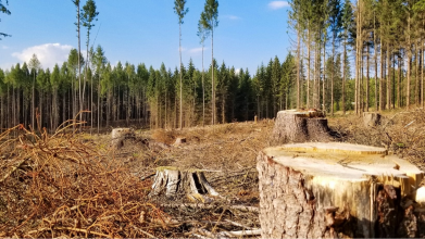 На Волині ДП «Ліси України» перерахувало громаді майже 800 тисяч гривень за вирубані дерева
