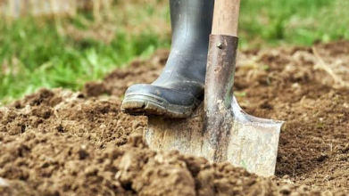 Вже зараз посипте цим грядки: наступного року отримаєте величезний урожай картоплі, помідорів та огірків