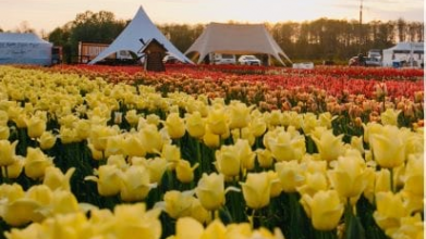 «Волинська Голландія»: повідомили дату проведення фестивалю