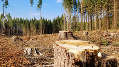 Вирубали ліс на сотні тисяч гривень: на Волині судитимуть порушників