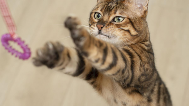 Породи кішок, поруч з якими дуже важко жити