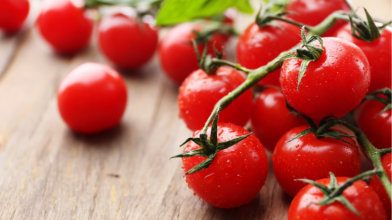 Сорт Загадка, вирощування помідорів