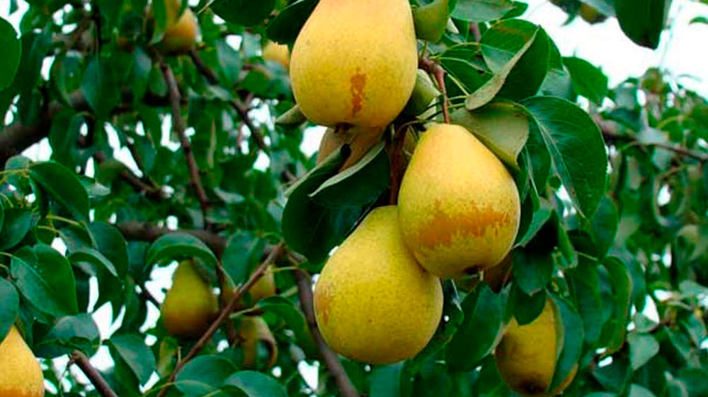 4 сорти груш, які переживуть будь-які морози і порадують урожайністю