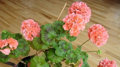 Чому герань вперто не цвіте: як це виправити одним копійчаним підживленням