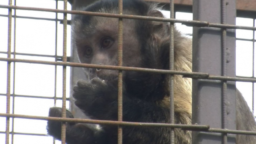 "Тварини налякані": Луцький зоопарк прихистив півсотні приматів з Київщини