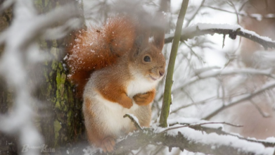 погодав  Україні
