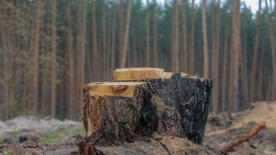 На Волині чоловік незаконно зрізав 32 дерева: як його покарали