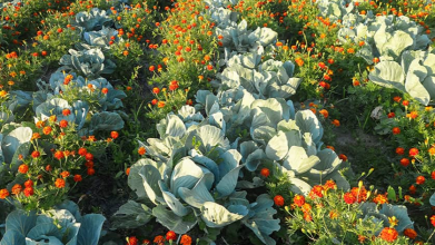 Менше шкідників — більше врожаю: як чорнобривці допомагають грядкам