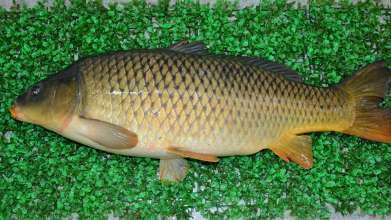 рибалка, озеро Лагуна