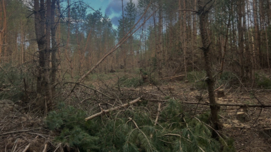 На Волині вирубали сотні дерев на понад 6,5 мільйонів гривень