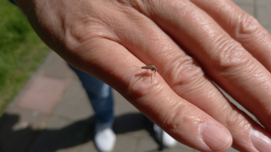 У Луцьку - нашестя комарів: чому вони небезпечні і що кажуть екологи