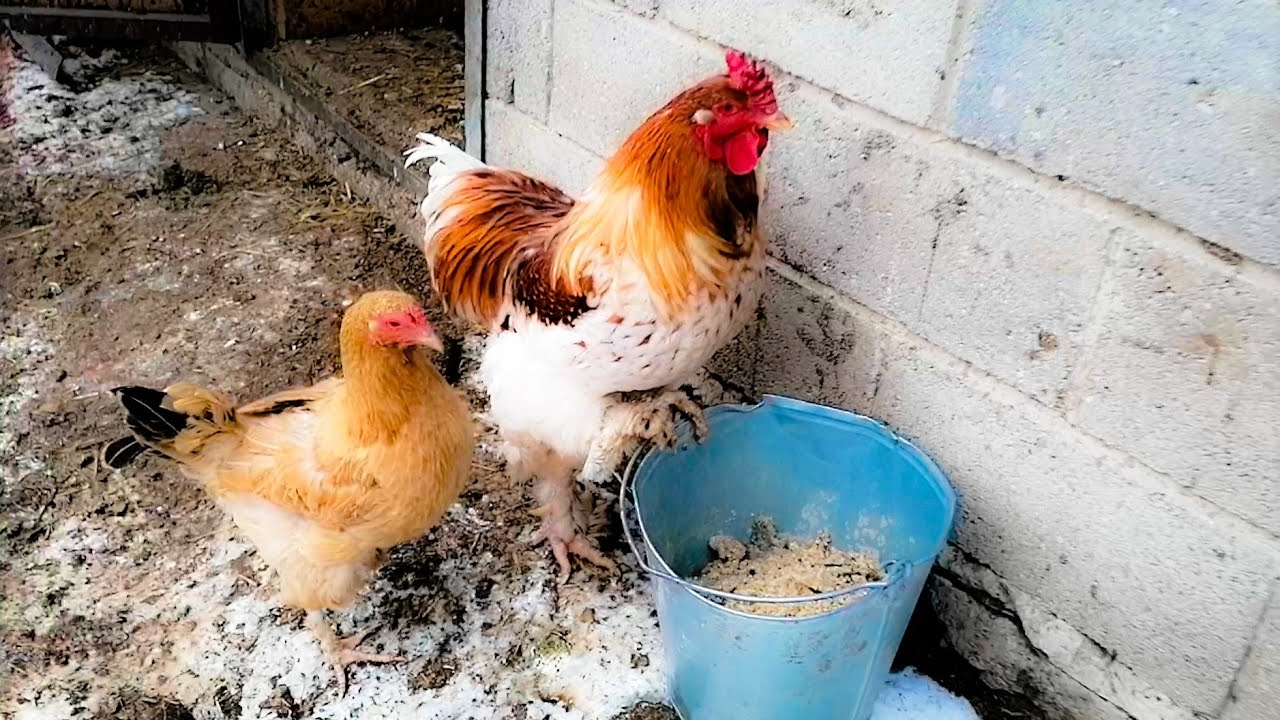 Чим годувати курей узимку, щоб несли багато яєць і були здорові