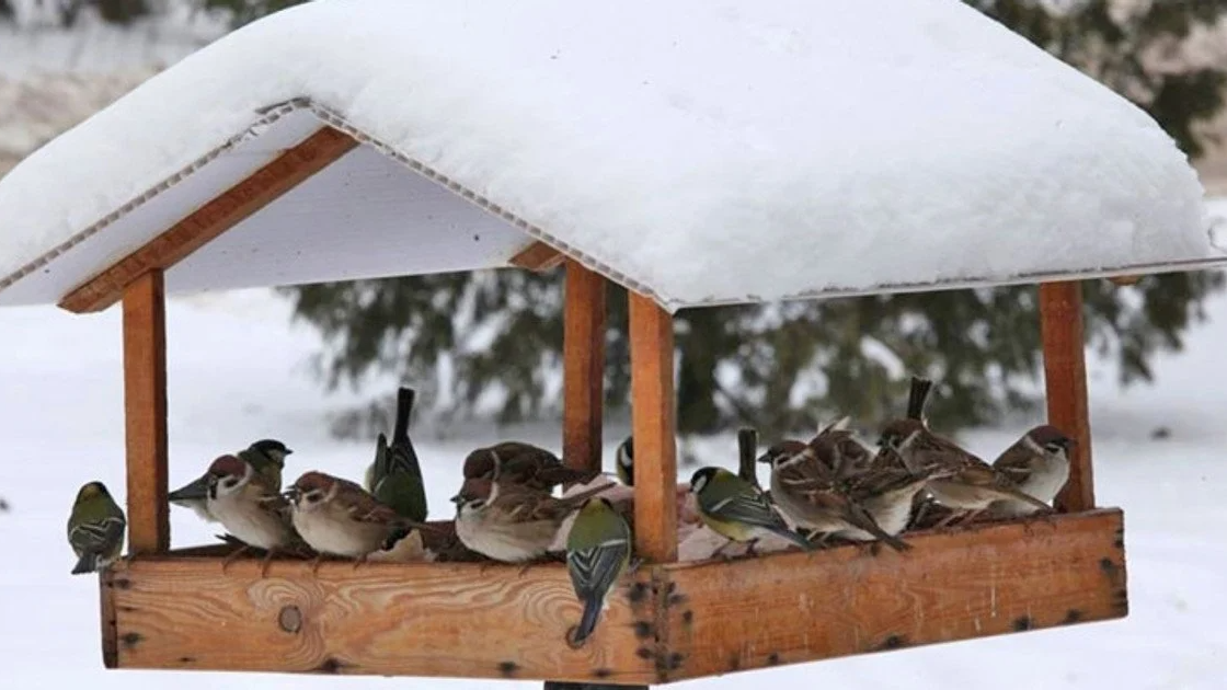 Чим можна годувати птахів взимку і чим не можна