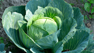 Головки будуть малими та червивими: що не варто садити біля капусти