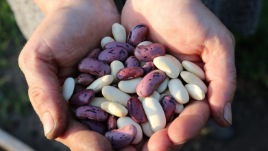 вирощування квасолі