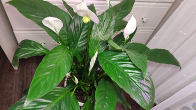 Замість «нещасних» квіточок – цілий оберемок квітів: чим підживити спатифілум для рясного цвітіння