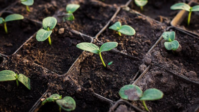 Квітень — ідеальний час сіяти огірки на розсаду: найкращі дні за місячним календарем