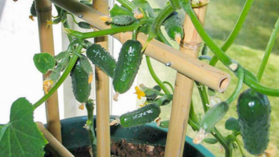 вирощування огірків на підвіконні