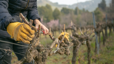 Виноград у листопаді так не можна обрізати: помилки, через які врожай стає меншим вдвічі