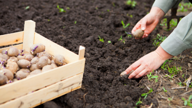 Скільки років можна садити картоплю на одному місці: не повторюйте цю помилку