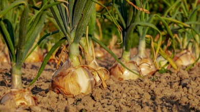 вирощування цибулі