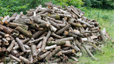 Які дрова можна брати в лісі без дозволу: штрафи та правила
