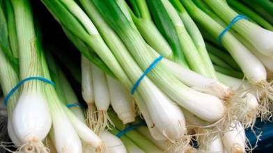 Вирощування зеленої цибулі в пакеті