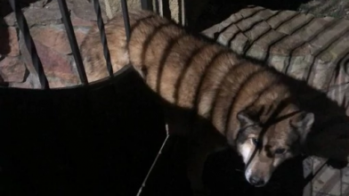 У селі на Волині рятували собаку, який застряг в отворі воріт