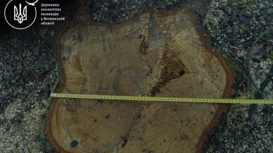 У громаді на Волині незаконно зрізали понад 600 дерев на кілька мільйонів гривень