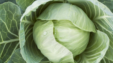 Коли краще сіяти капусту на розсаду у 2026 році, щоб отримати ранній урожай