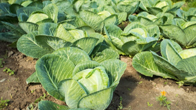 що не можна садити біля капусти