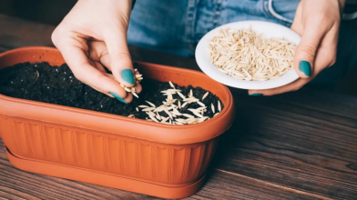 Як дізнатися, чи проросте насіння: прості й ефективні методи вдома