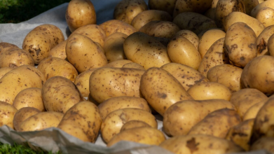 п'ять найсмачніших сортів картоплі