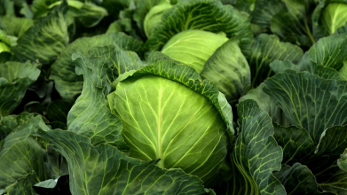 зберігання капусти взимку